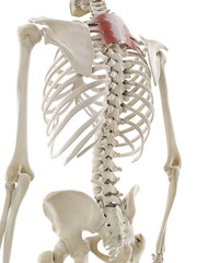 3d rendered medically accurate illustration of the serratus posterior superior