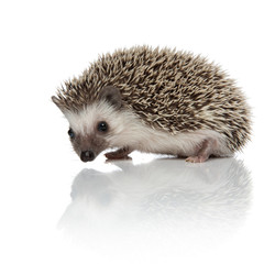 Obraz premium side view of cute african hedgehog sniffing and exploring