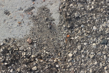 ants on stone