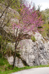 Fototapeta premium A blossoming tree on the side of a road in the mountains.