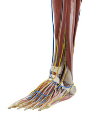 3d rendered medically accurate illustration of the anatomy of the foot