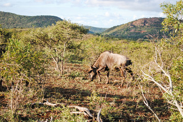 Wild Wildebeest in South Africa