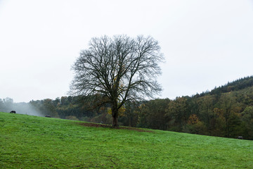 Autumn morning landscape