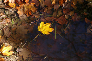 Yellow maple leaf fell into a puddle in autumn