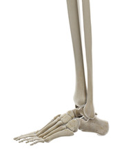 3d rendered medically accurate illustration of the bones of the foot