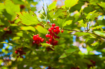 Red viburnum berry on the branch