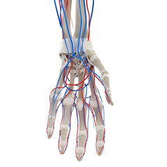 Obraz na płótnie Canvas 3d rendered medically accurate illustration of the blood vessels of the hand