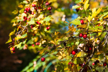 Hips bush with ripe berries. Berries of a dogrose on a bush