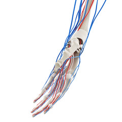 Obraz na płótnie Canvas 3d rendered medically accurate illustration of the blood vessels of the hand