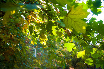 Sunny autumn day in the city park