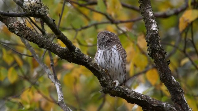 Eurasian pygmy owl (Glaucidium passerinum) in birch tree
