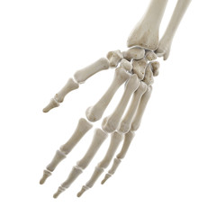 3d rendered medically accurate illustration of the bones of the hand
