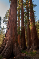 Redwoods