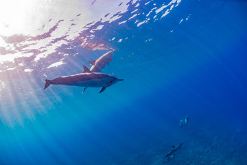 Obraz premium Dolphins swimming near surface in calm blue ocean water