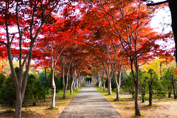 Naklejka premium 秋の並木道