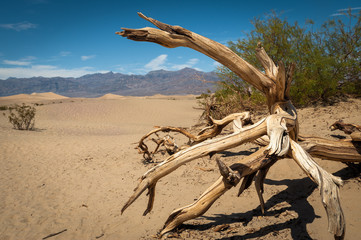 tree in the Death Valley