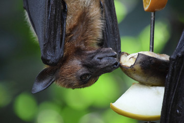 Malaya Flugfuchs frisst Obst