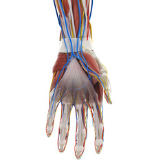 Obraz na płótnie Canvas 3d rendered medically accurate illustration of the anatomy of the hand