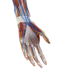 Obraz na płótnie Canvas 3d rendered medically accurate illustration of the anatomy of the hand