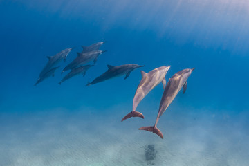 Pod of dolphins swimming over sand toward sunny surface in ocean