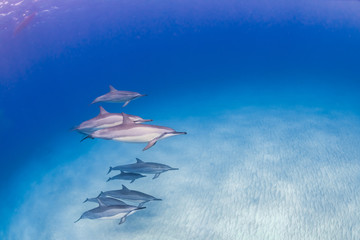 Pod of dolphins swimming over sandy ocean floor