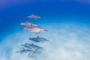 Pod of spinner dolphins swimming over sand in clear blue ocean