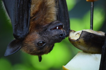Malaya Flugfuchs frisst Obst