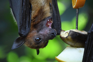 Malaya Flugfuchs frisst Obst