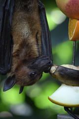 Malaya Flugfuchs frisst Obst