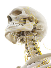 3d rendered medically accurate illustration of the nerves of the head
