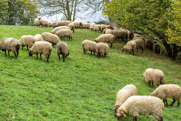 The seaside resort of Lekeitio, Spain