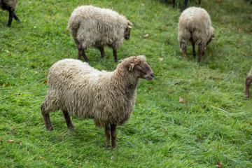 Obraz na płótnie Canvas Rebaño de ovejas pastando en una zona rural