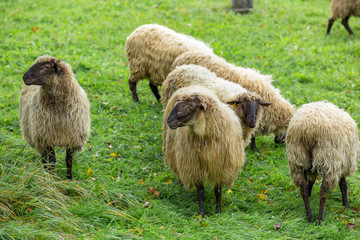 Sheep grazing in their rural setting