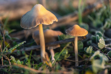 Hallucinogenic Liberty Cap Mushrooms or Psilocybe semilanceata in the green grass background close up .