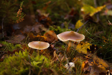 Mushrooms - Pluteus sp.