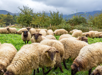 Rebaño de ovejas pastando en una zona rural