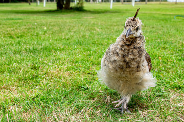 Feathers and plumage of a juvenile peahen