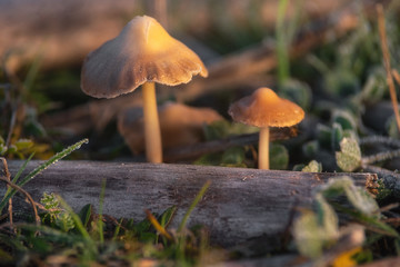 Hallucinogenic Liberty Cap Mushrooms or Psilocybe semilanceata in the green grass background close up .