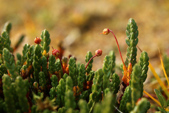 White Arctic mountain heather (Cassiope tetragona) with fruits
