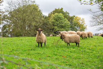 Sheep grazing outdoors