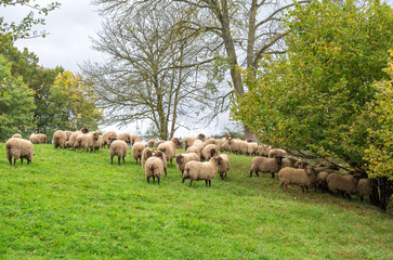 Obraz premium Sheep grazing outdoors