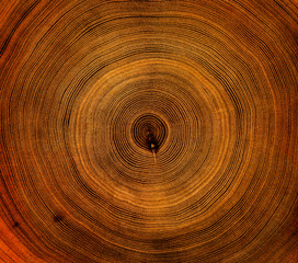 Fototapeta na wymiar Old wooden tree cut surface. Detailed warm dark brown and orange tones of a felled tree trunk or stump. Rough organic texture of tree rings with close up of end grain.