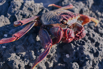 a red crab on a volcanic rock