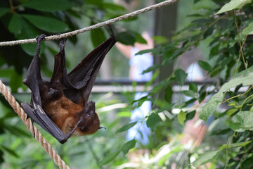 Malaya Flugfuchs