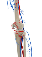 3d rendered medically accurate illustration of the blood vessels of the knee