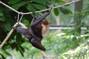 Malaya Flugfuchs
