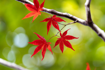 紅葉