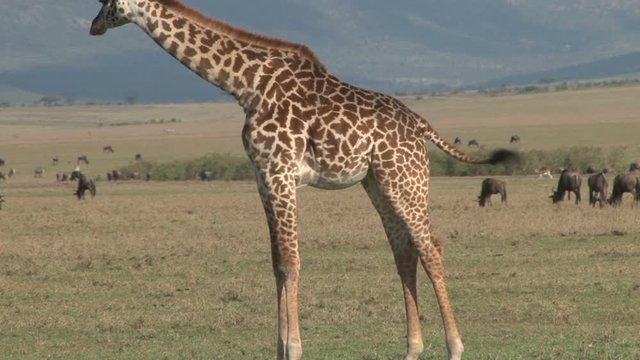 a giraffe stands up from a sitting possition