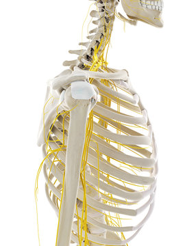 3d rendered medically accurate illustration of the nerves of the shoulder