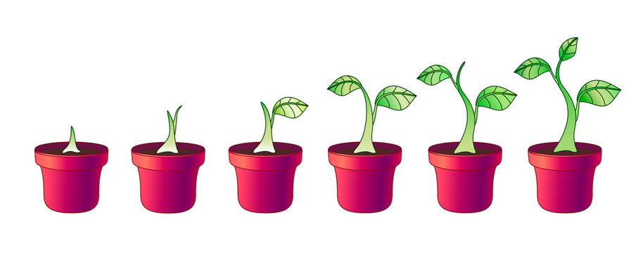 A small plant in a ceramic pot - stages of growth and development. Set of images of phased growth of a sprout in flower pots - truck farming and gardening - stock illustration with seedlings.